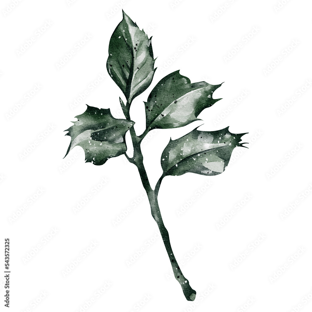 Watercolor winter leaves element illustration Watercolor winter leaves element illustration