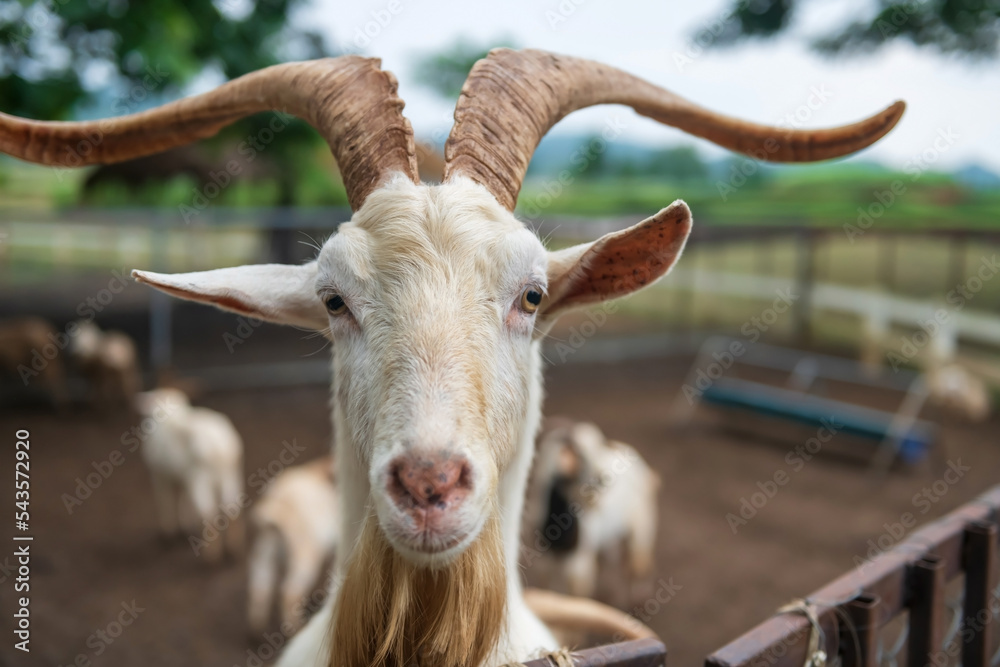 cute goat with big horn in outdoor stable looking at camera cute goat with big horn in outdoor stable looking at camera