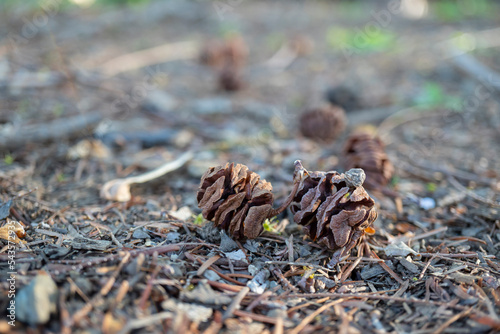 地面に落ちたメタセコイア（Metasequoia glyptostroboides）の実