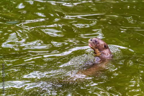 Giant otter swimming photo