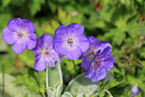 Wild geranium