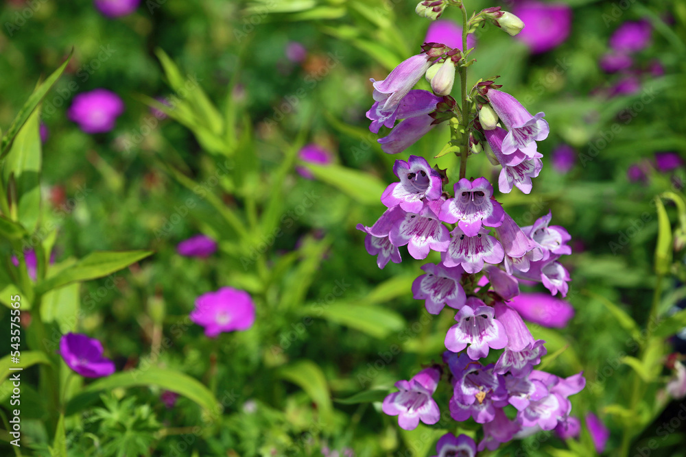 Purple bell flowers with white center