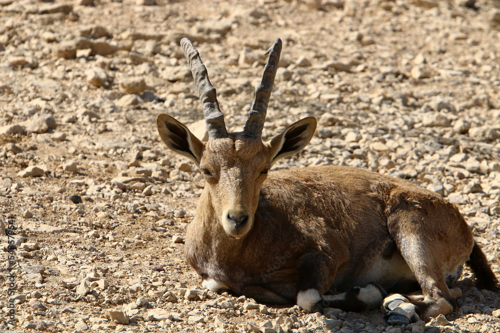 Wild mountain goats in southern Israel.