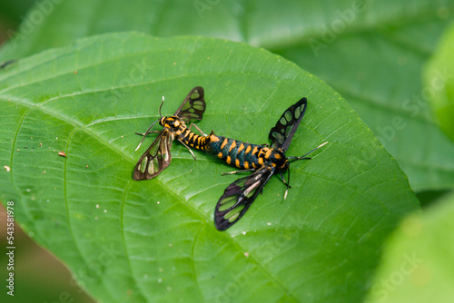common wasp moth mating on green leaves, animal closeup mating  © Komodo Studios 