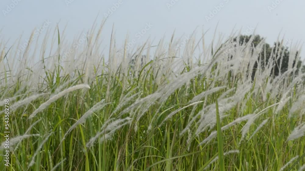 the beauty of the weeds with their white flowers the beauty of the weeds with their white flowers