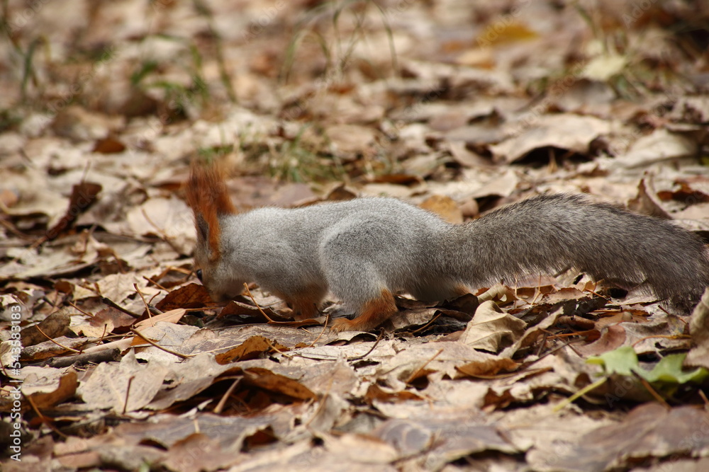 Obraz premium cute squirrel waling in yellow autumn leaves