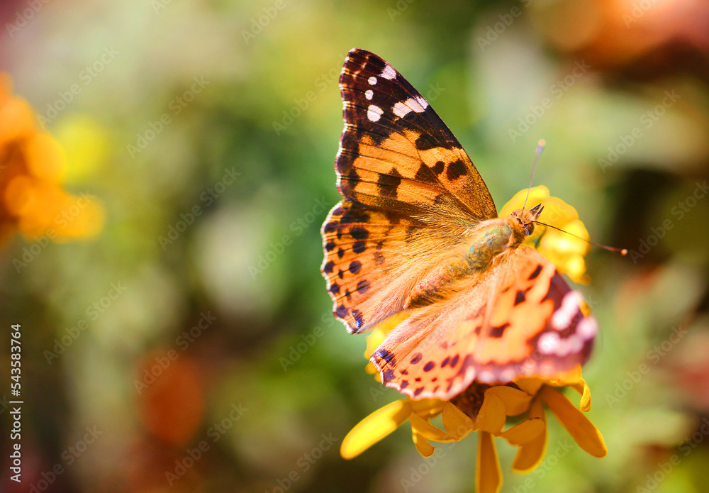 Obraz premium Beautiful butterfly with summer