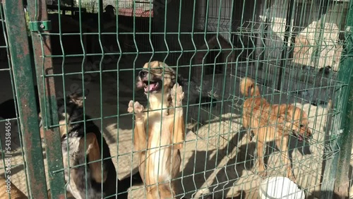 Dogs at animal shelter in Istanbul, Turkey. (4K Video)