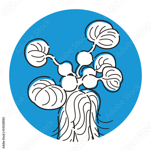 ホテイソウのアイコン（水草）