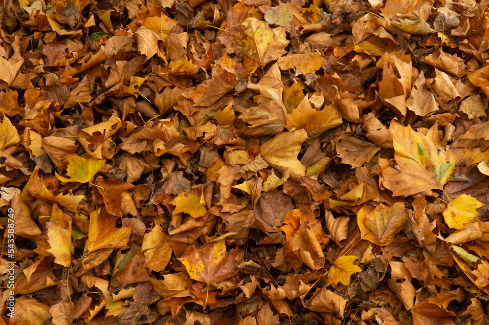 Tas de feuilles mortes  en automne, couleurs jaune orange brune
