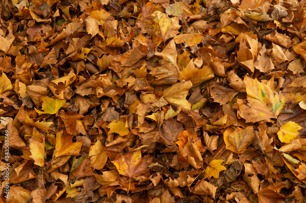 Tas de feuilles mortes en automne, couleurs jaune orange brune Tas de feuilles mortes en automne, couleurs jaune orange brune
