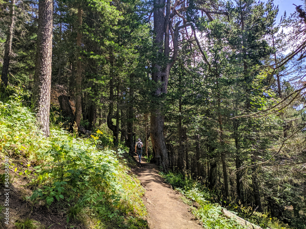 Arkhyz, Karachay-Cherkessia, Russia - August 21, 2022: Tourist with a backpack walks along the path of romantics along a coniferous forest in the Arkhyz resort area Arkhyz, Karachay-Cherkessia, Russia - August 21, 2022: Tourist with a backpack walks along the path of romantics along a coniferous forest in the Arkhyz resort area