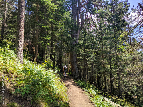 Arkhyz, Karachay-Cherkessia, Russia - August 21, 2022: Tourist with a backpack walks along the path of romantics along a coniferous forest in the Arkhyz resort area