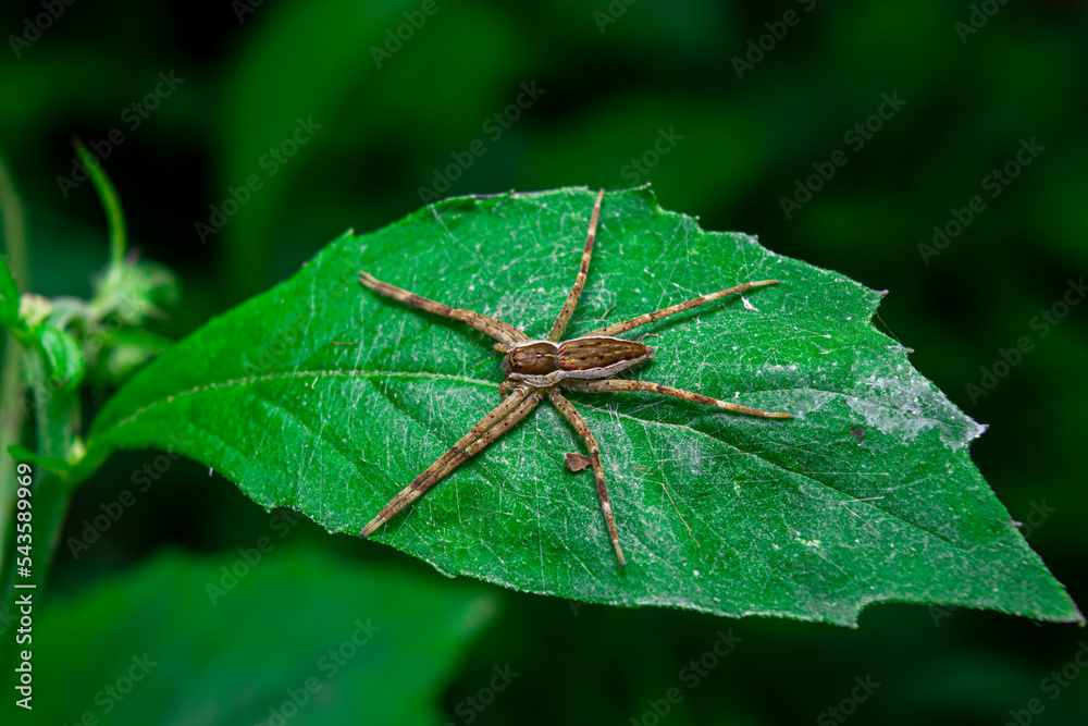 Long-legged brown spider on a leaf quietly waiting for prey that alights on a flower Long-legged brown spider on a leaf quietly waiting for prey that alights on a flower