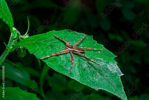 Long-legged brown spider on a leaf quietly waiting for prey that alights on a flower