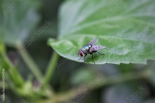 Selective focus of green fly on a leaf, in a city park, Cilegon - Indonesia photo