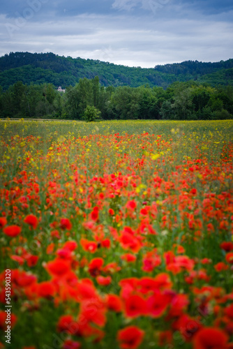 Red poppies field and hills right outside Mirepoix in the south of France  Ariege 