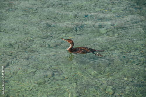 Dabchick on the water. Wild Animal of Mediterranean Sea