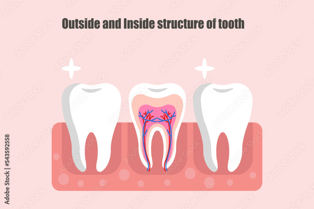 Outside and inside structure of tooth. Tooth anatomy vector illustration. Outside and inside structure of tooth. Tooth anatomy vector illustration.