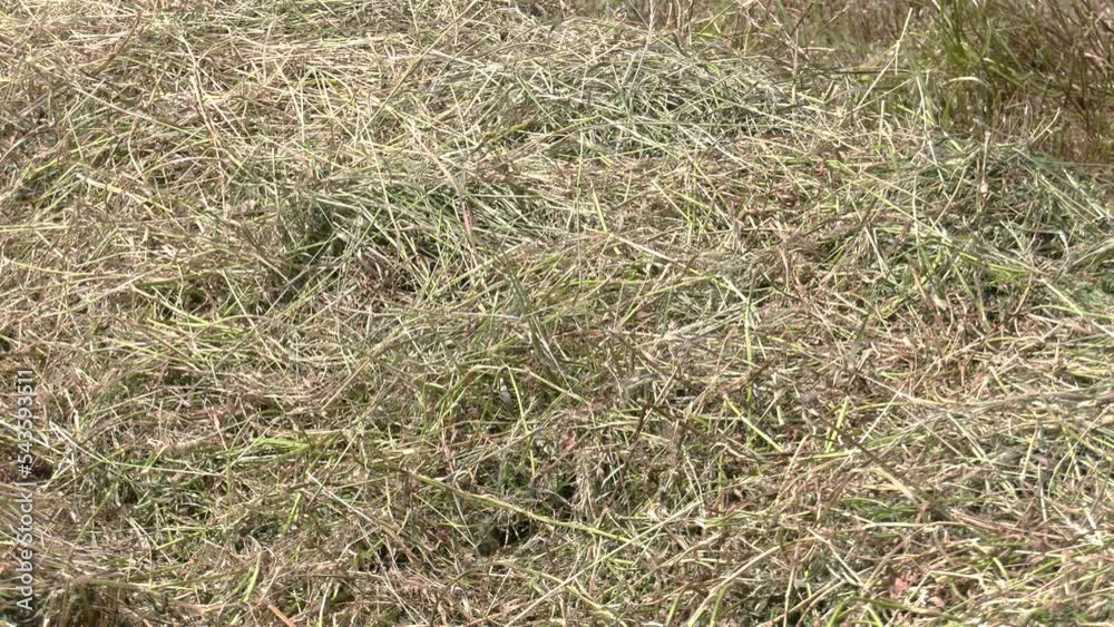 Cut and dried grass. Harvest in autumn. Feed for farm animals. Beveled dry stems and twigs close up. Rows of freshly cut hay drying in the field
Cut and dried grass. Harvest in autumn. Feed for farm animals. Beveled dry stems and twigs close up. Rows of freshly cut hay drying in the field