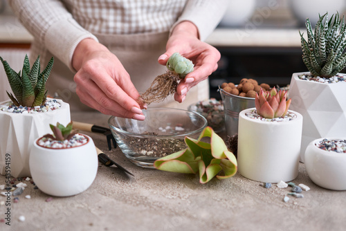 Woman holding Echeveria Succulent rooted cutting Plant with roots ready for planting