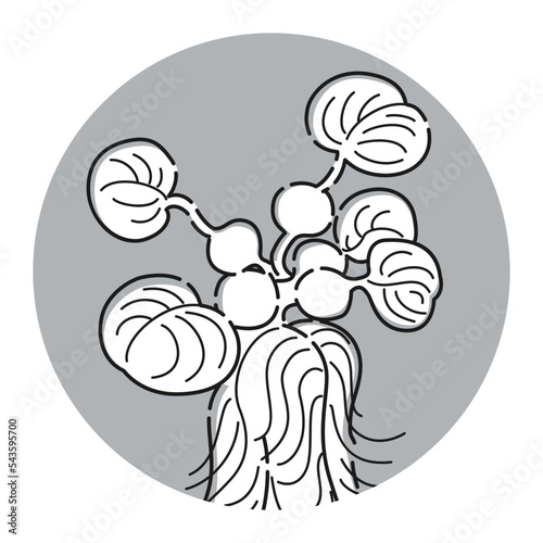 （白黒）ホテイソウのアイコン（水草）
