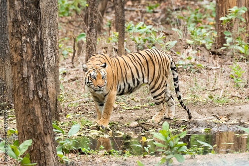 A female tigress walking inside her territory in Pench National Park during a wildlife safari 