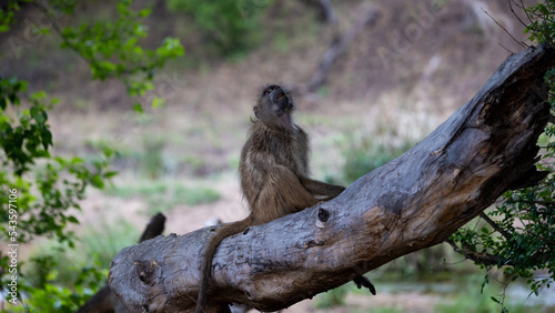 Chacma baboon sitting on a fallen tree