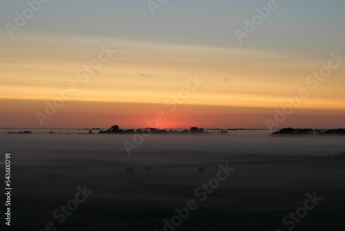 Sunrise over a field in the morning with fog and trees and cattle in the front