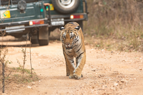 A female tigress walking with tourist vehicles following very closely inside her territory in Pench National Park during a wildlife safari 