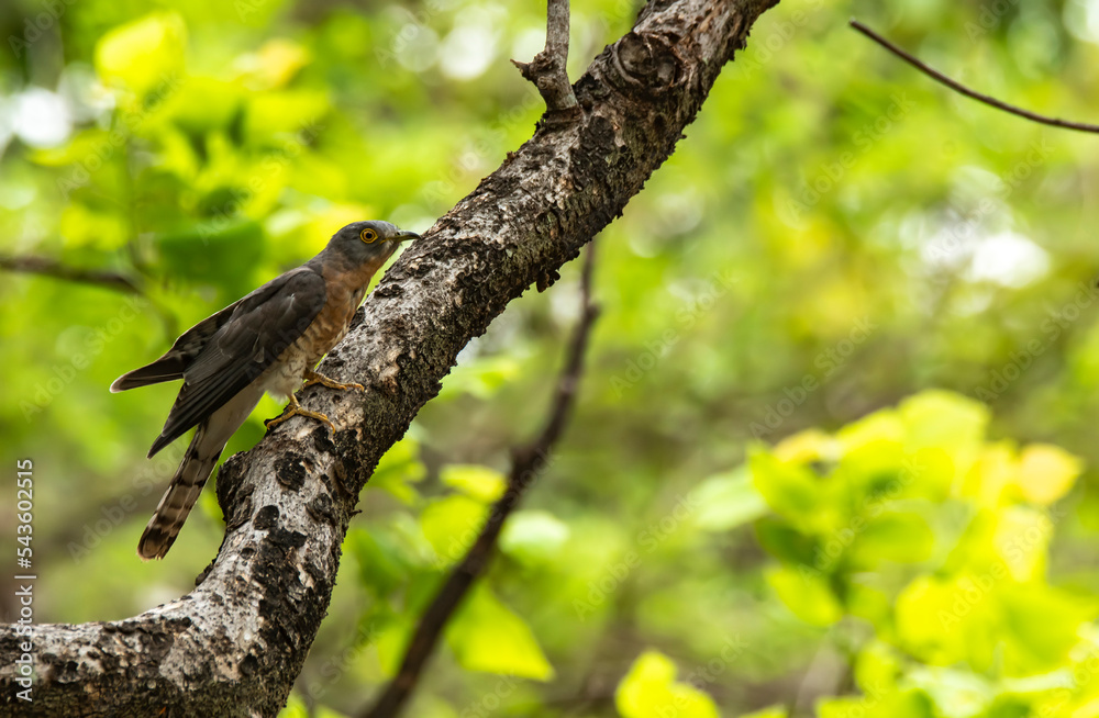 A Common Hawk cuckoo perched on a tree branch inside Pench National park during a wildlife safari A Common Hawk cuckoo perched on a tree branch inside Pench National park during a wildlife safari