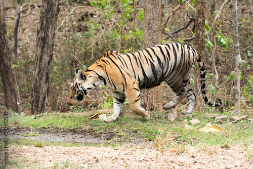 A female tigress walking inside her territory in Pench National Park during a wildlife safari 