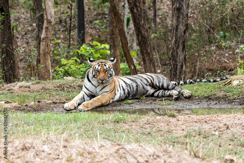 A female tigress drinking water from a waterhole inside the park inside her territory in Pench National Park during a wildlife safari 