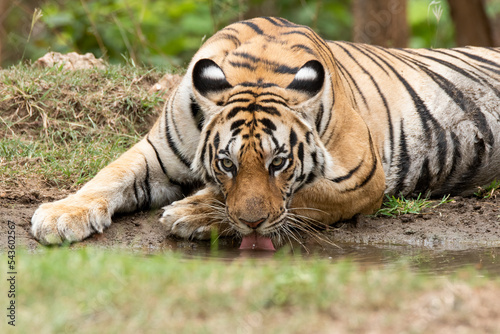 Εκτύπωση καμβά A female tigress drinking water from a waterhole inside the park inside her terr