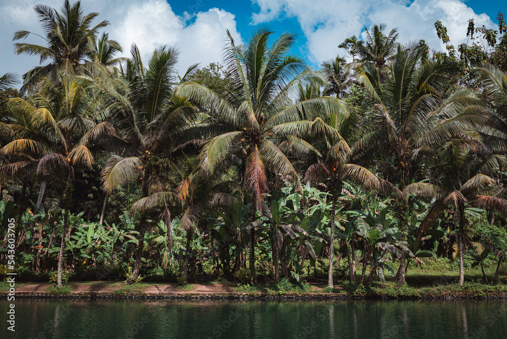 Palm trees near pond