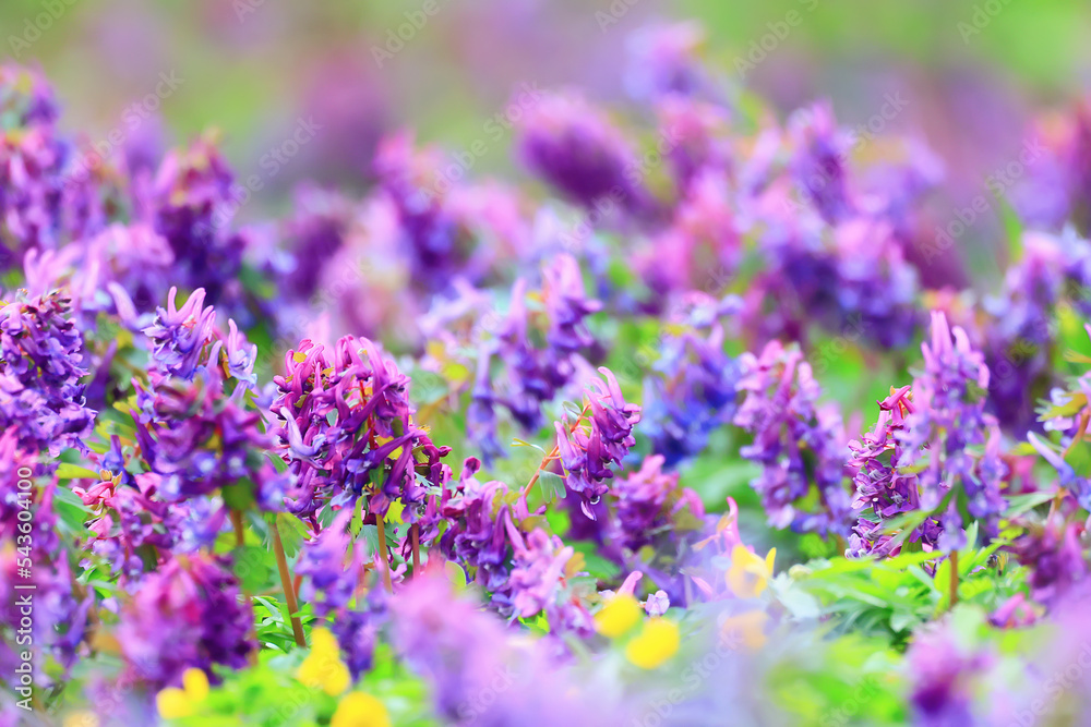 Fototapeta premium Corýdalis flower ornamental, wallpaper spring, ecology
