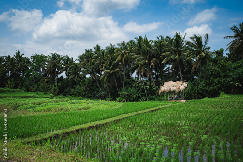 palm trees on the rice field