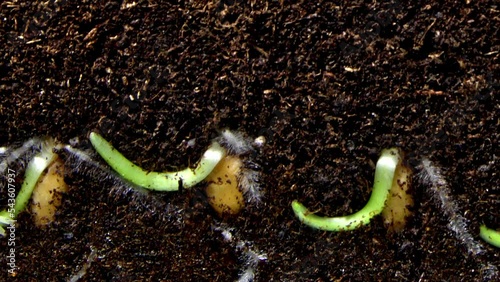 Seeds of wheat are growing in the soil and little stems with roots are appearing in timelapse. Macro footage of cereal grains germinating in the ground. Concept of agriculture and the harvest.