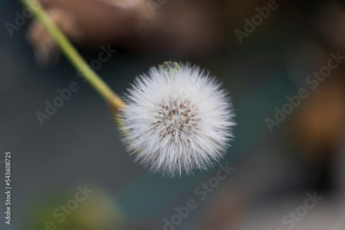 Macro photo of a Dandelion flower