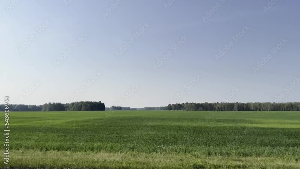 The car drives along green agricultural fields with growing crops. High quality 4k footage The car drives along green agricultural fields with growing crops. High quality 4k footage