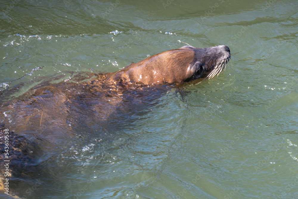 Obraz premium California sea lion swiming in water.