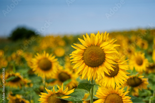 Monferrato, Piemonte, Italia - 19 Luglio 2021:.Girasole in campo di girasoli. La fioritura dei girasoli, fiori di un giallo brillante nella campagna del Piemonte in Italia..