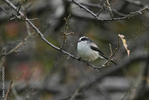 long tailed tit on a branch