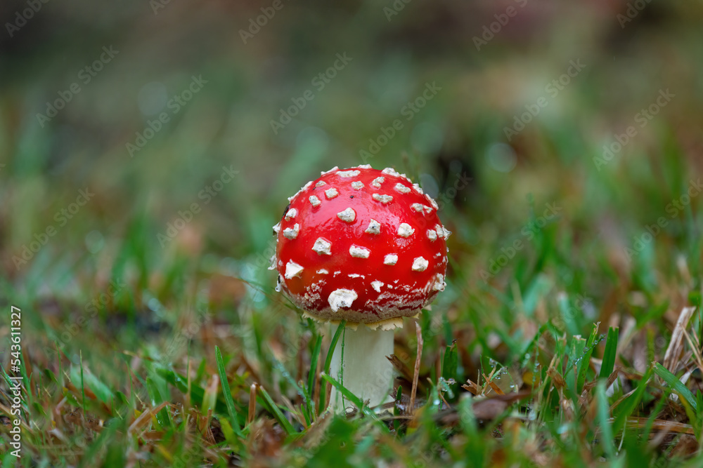 Close-up image of a pretty young fly agaric mushroom on the green grass. Close-up image of a pretty young fly agaric mushroom on the green grass.