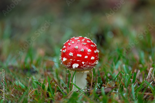 Close-up image of a pretty young fly agaric mushroom on the green grass.