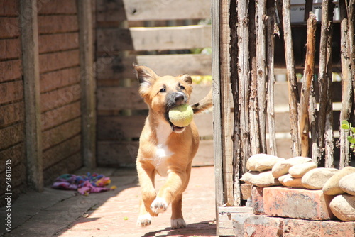 Fotografie riley the cutest busiest mixbreed puppy in the world
