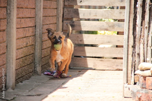 riley the cutest busiest mixbreed puppy in the world