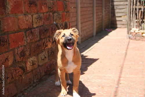 riley the cutest busiest mixbreed puppy in the world