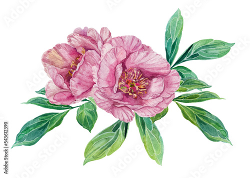 Watercolor peony flower isolated on white background