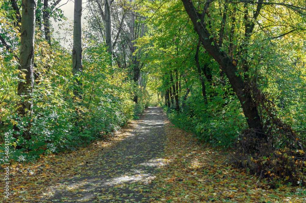 Deciduous forest in summer. Road through the forest Deciduous forest in summer. Road through the forest